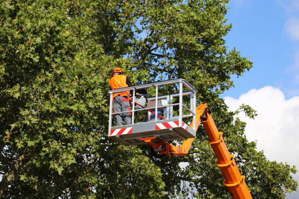 Best Storm Damage Tree Cleanup  in Arlington, VA