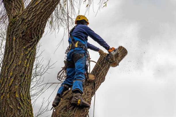 Best Emergency Tree Removal  in Arlington, VA