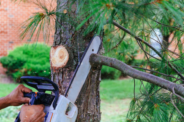 Best Arborist Consultation Services  in Arlington, VA